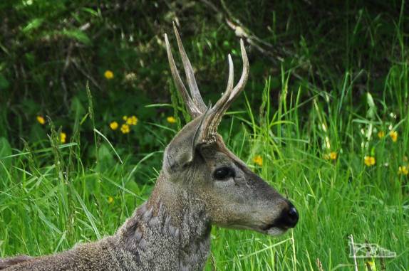 Um Huemul macho, os únicos com chifre, na Carretera Austral, a caminho de Coyhaique, no sul do Chile